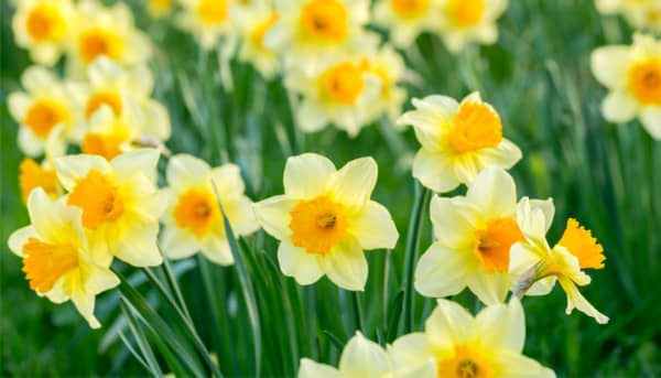 Wordsworth: The Daffodils