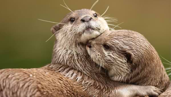 Otters in the UK: What you should Know