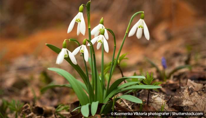 To A Snowdrop – by William Wordsworth