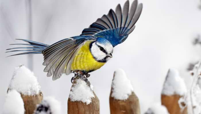 Birds: The Winter Garden