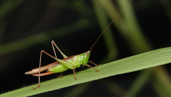 Are Crickets the Noisiest Insect?