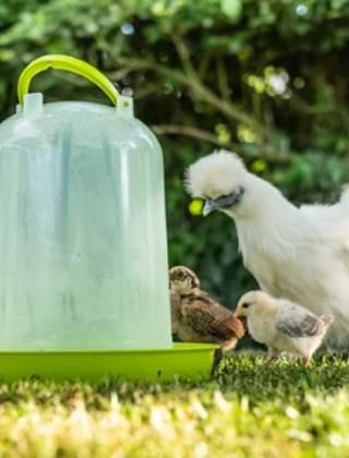 Poultry Drinkers And Feeders