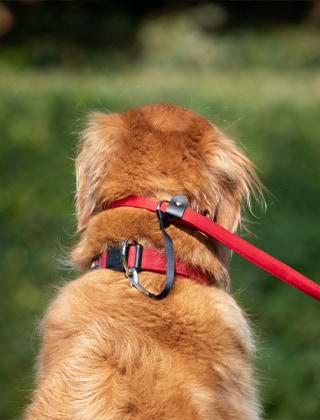 Collars&#44; Harnesses & Leads
