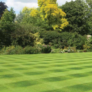 Estate Lawn Seed With Ryegrass 2kg