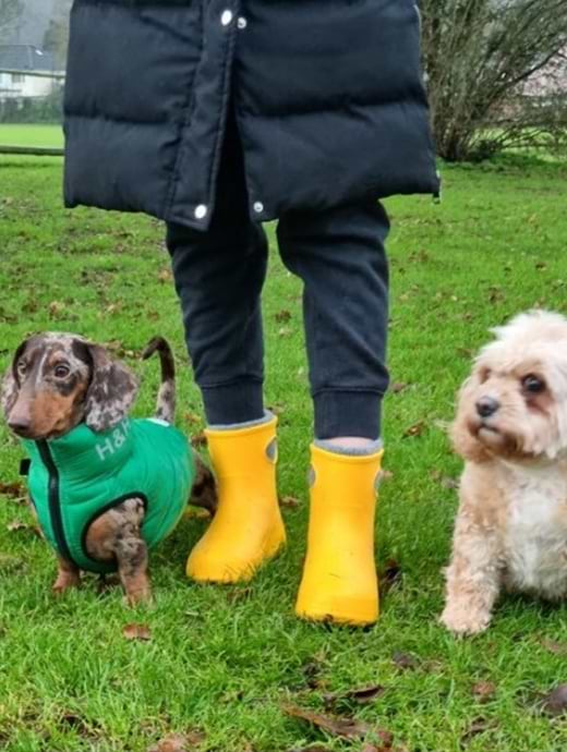 Dachshund discount muck boots