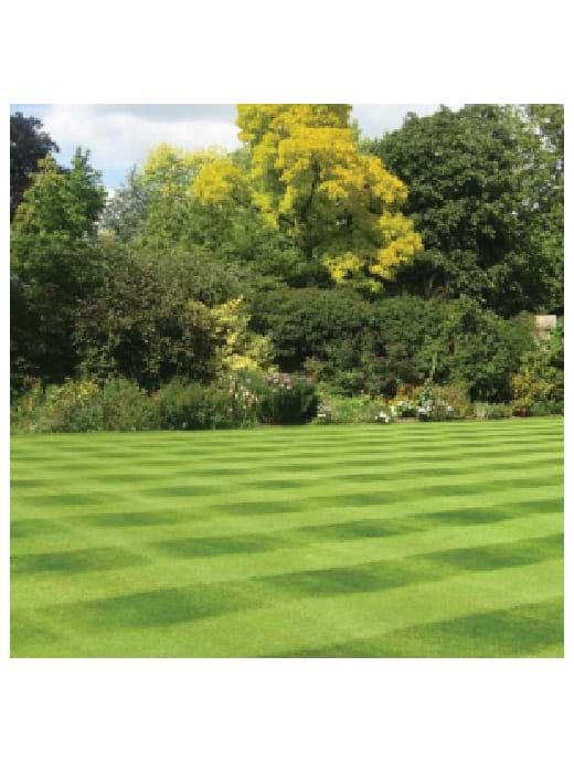 Estate Lawn Seed With Ryegrass 10kg