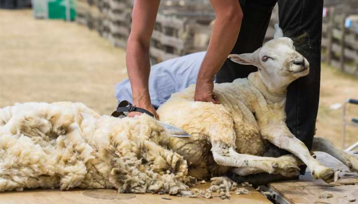 Sheep Shearing: A Brief History
