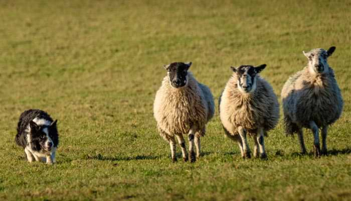 Border collie sale herding people