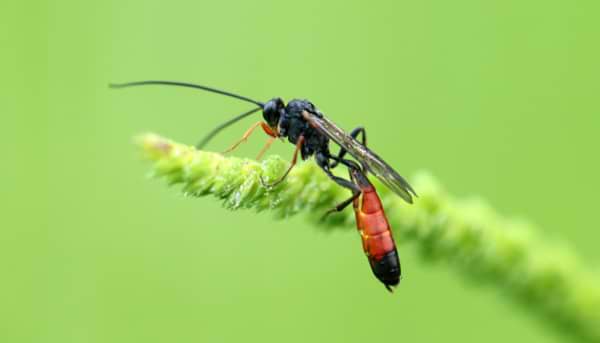 Insects: The Benefits to Crop Farming