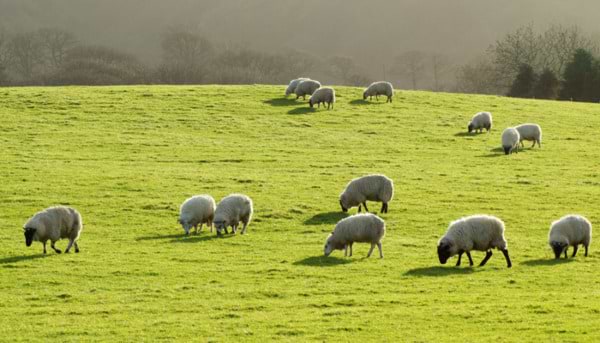 Sheep Farming in the UK