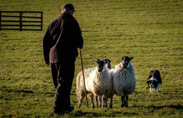 A Day in the Life of a Modern-Day Shepherd
