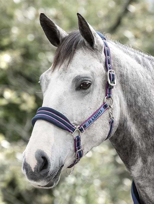 Horseware Rambo Padded Headcollar-Navy/Burgundy/Dusty Blue