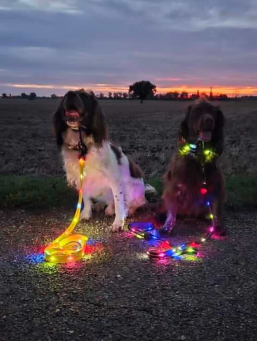 Equi-Light LED Dog Collar Pink
