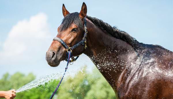 Horses: Common Summer Health Concerns