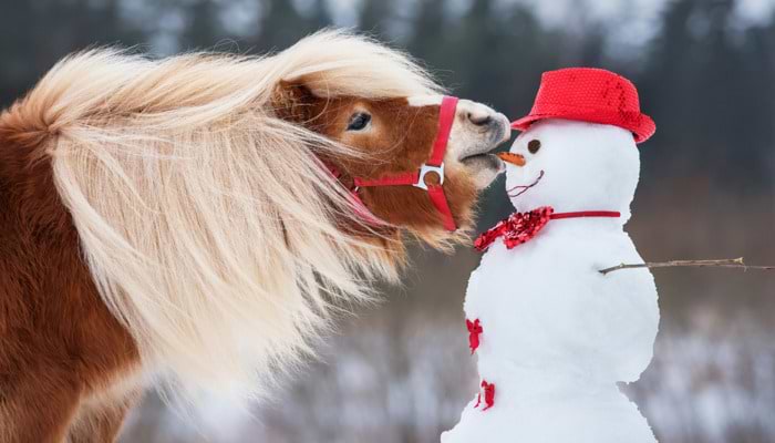 The Twelve Days of Winter Horse Care