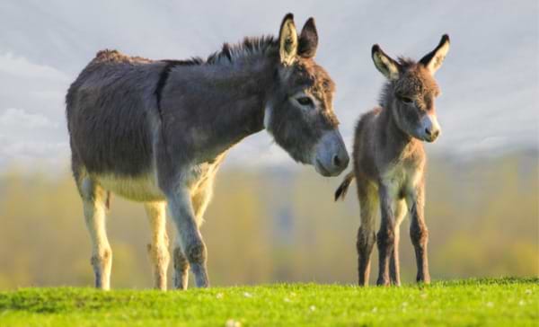 Sidmouth Donkey Sanctuary: Celebrating 50 Years!