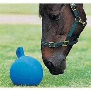 Horse playing with toy
