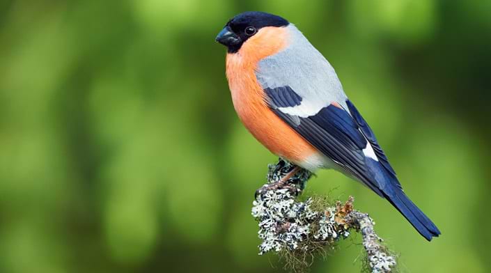 Winter bird feeder webcam - Bullfinch | looduskalender.ee