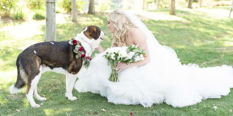 Vellano Estate by Wedgewood Weddings featuring our bride's four-legged friend