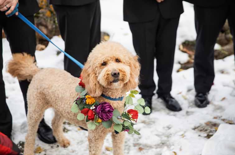 Dog as part of ceremony - Boulder Creek by Wedgewood Weddings