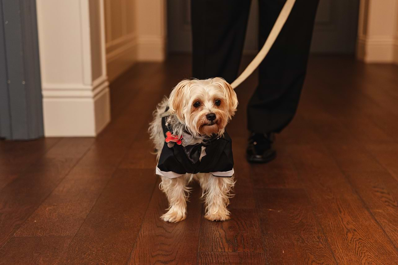 Dog ring bearer at Hiddenbrooke Hills by Wedgewood Weddings