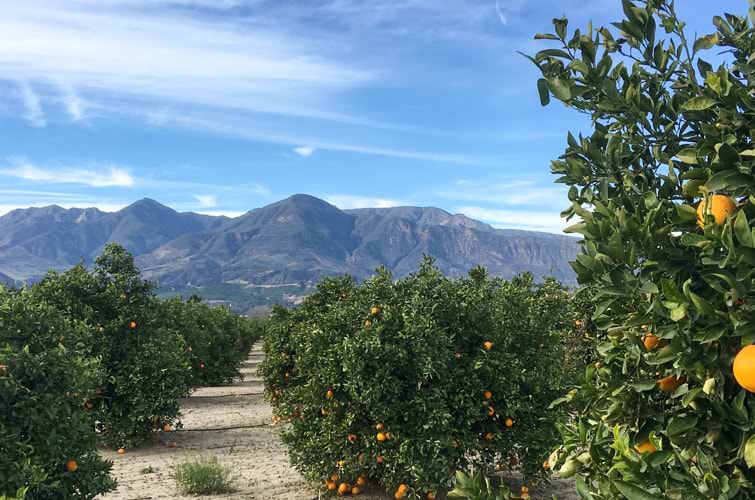 Fillmore, CA Citrus Groves against the Topatopa Mountains