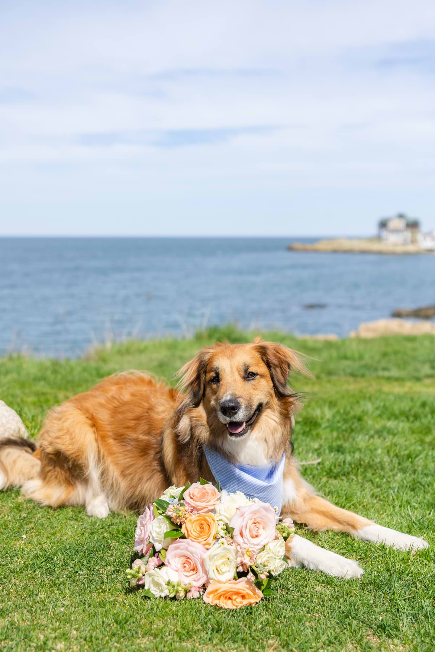 Flower dog at Barker House by Wedgewood Weddings