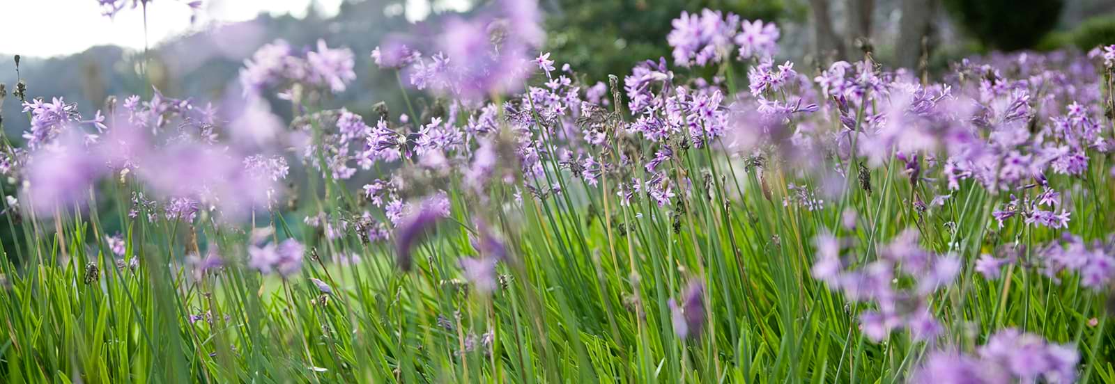 Carmel Forêt Spa - Carmel Forêt Resort