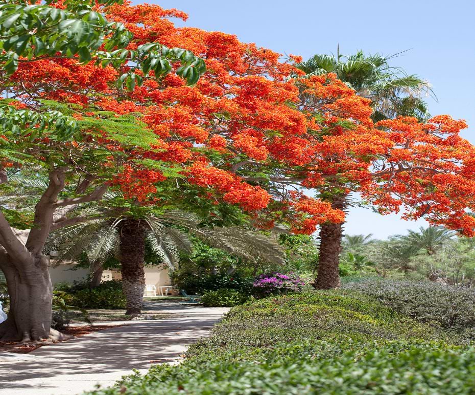 Ein Gedi