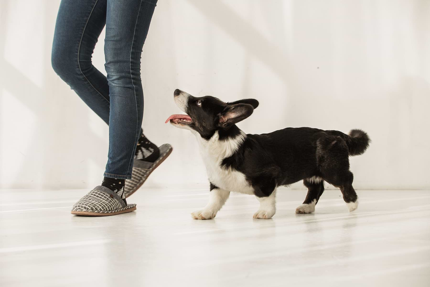  a small black and white dog standing next to a person 