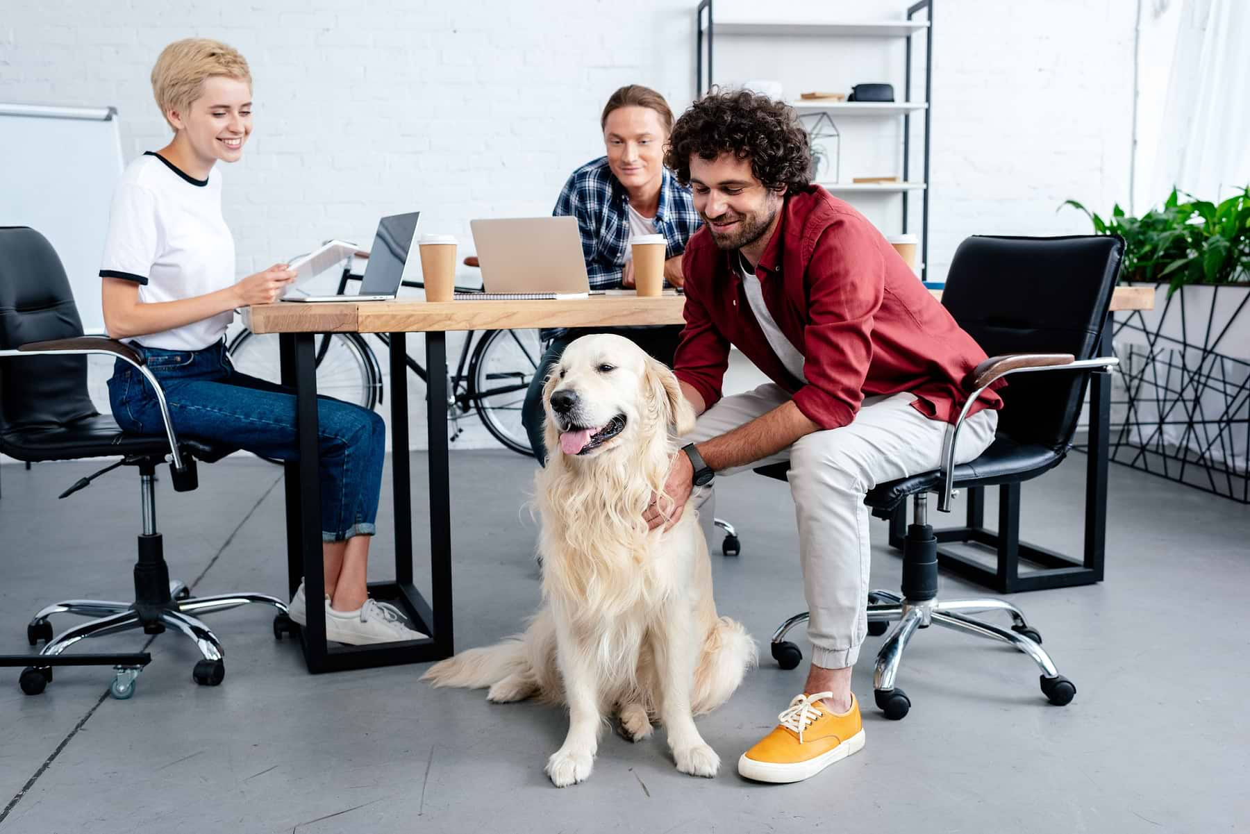  There are three people working in an office setting while a large tan colored dog sits on the floor being pet by one of the guy.  