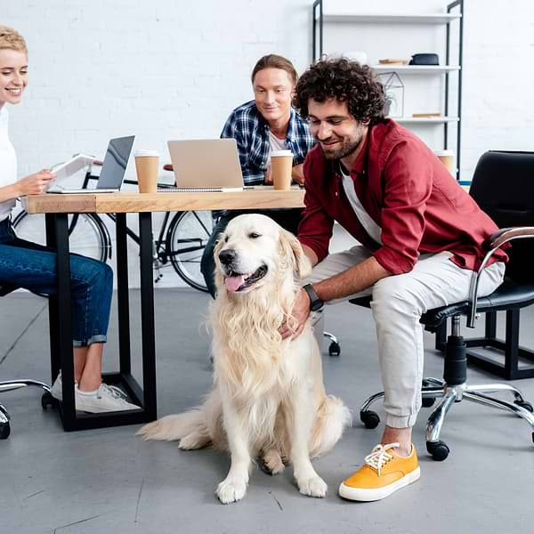 There are three people working in an office setting while a large tan colored dog sits on the floor being pet by one of the guy. 