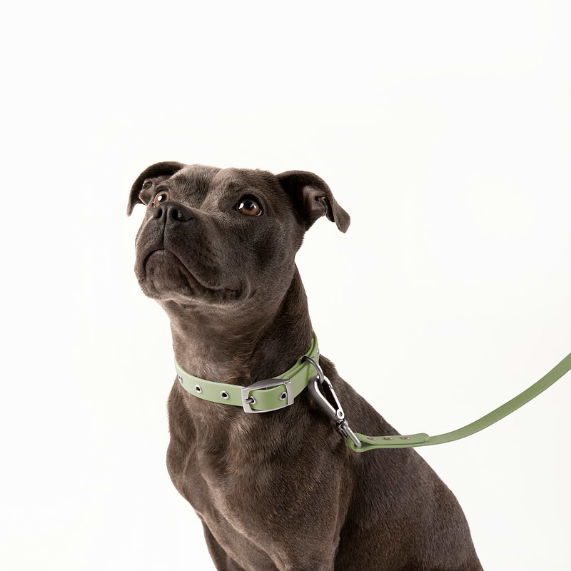 a brown dog wearing a Sage leash and collar on a white background