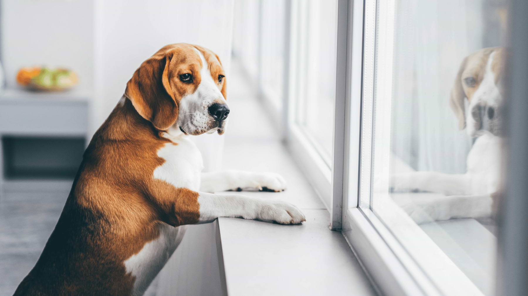  a brown and white dog looking out a window 