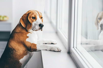 How to Stop Dog Barking When Left Alone Featured