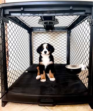 Bernese Mountain Dog puppy in a Large Black Revol Crate with a crate bowl