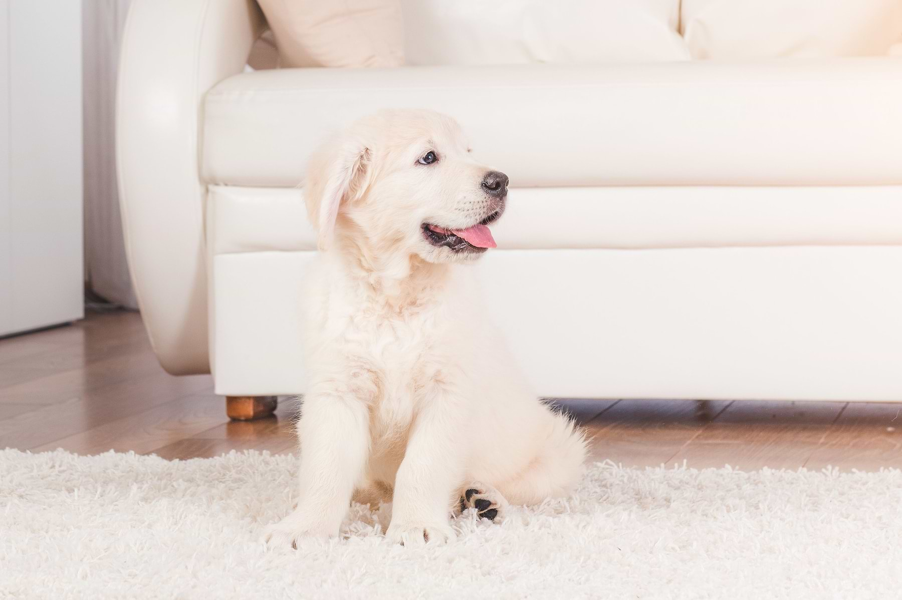  A white dog sitting on the mat in front of the white couch. 