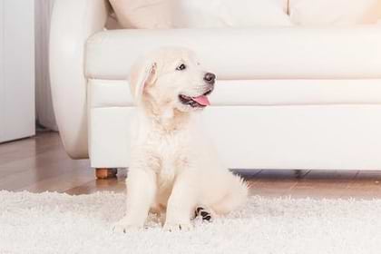 A white dog sitting on the mat in front of the white couch.