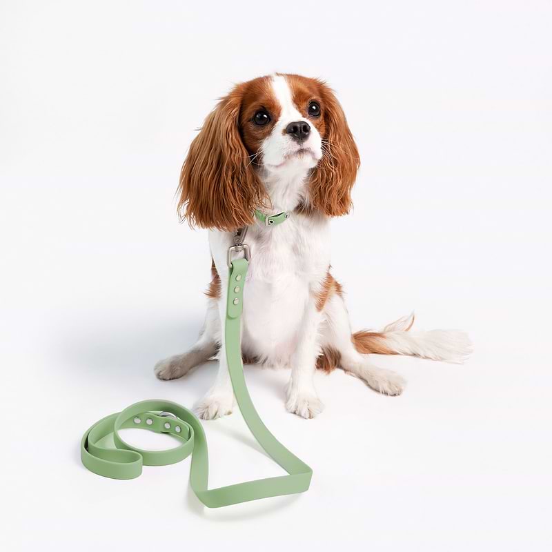 A puppy wearing a collar with a leash in sage.