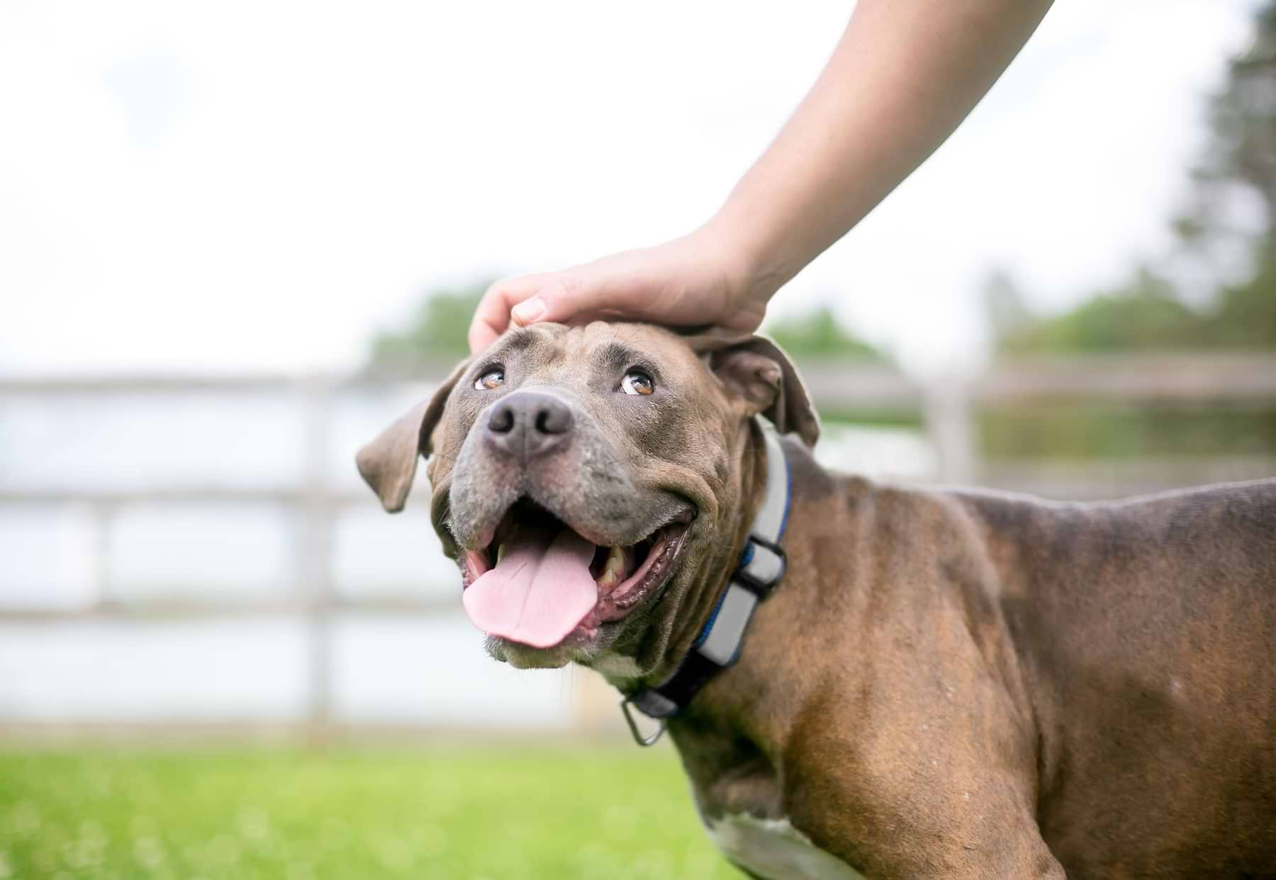  In the outdoor setup, the Dog has a pat on his hed by its owner.  