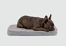 A brown dog laying on top of a dog bed 