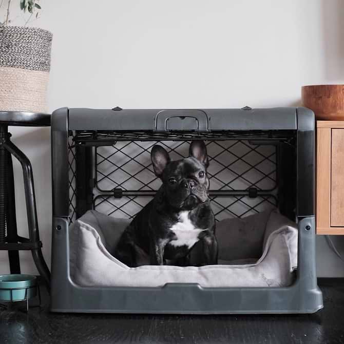 A black and white dog sitting in black Revol crate