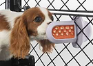 A brown and white dog licking a Groov Training Aid attached to a crate