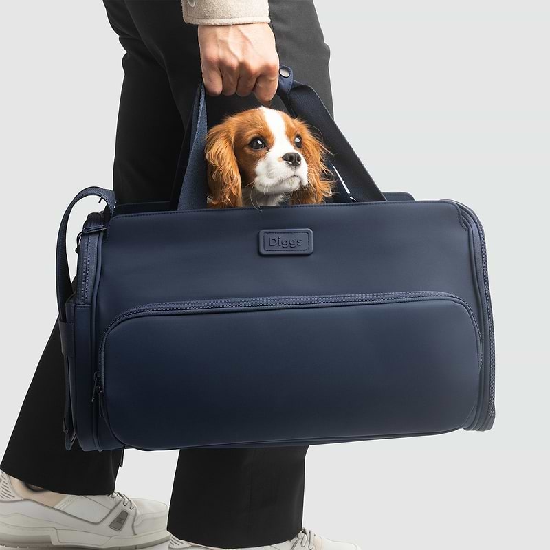 A dog is peeking out of a blue Passenger pet carrier bag