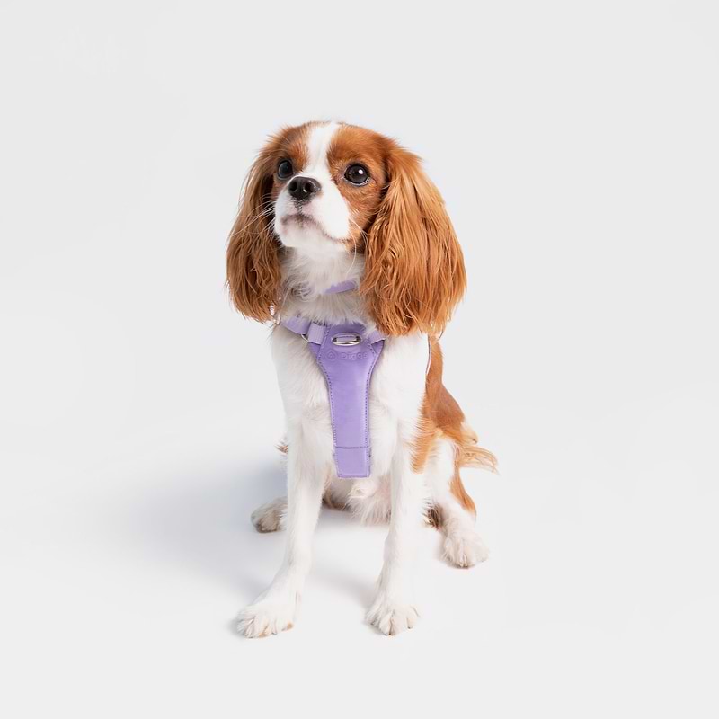 A puppy wearing a extra small harness in Lilac.