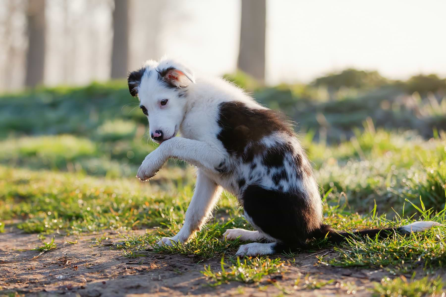  
A white and brown colored dog sitting on a soil with grass is licking it's paw.  