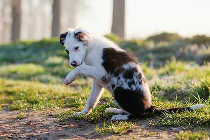
A white and brown colored dog sitting on a soil with grass is licking it's paw. 