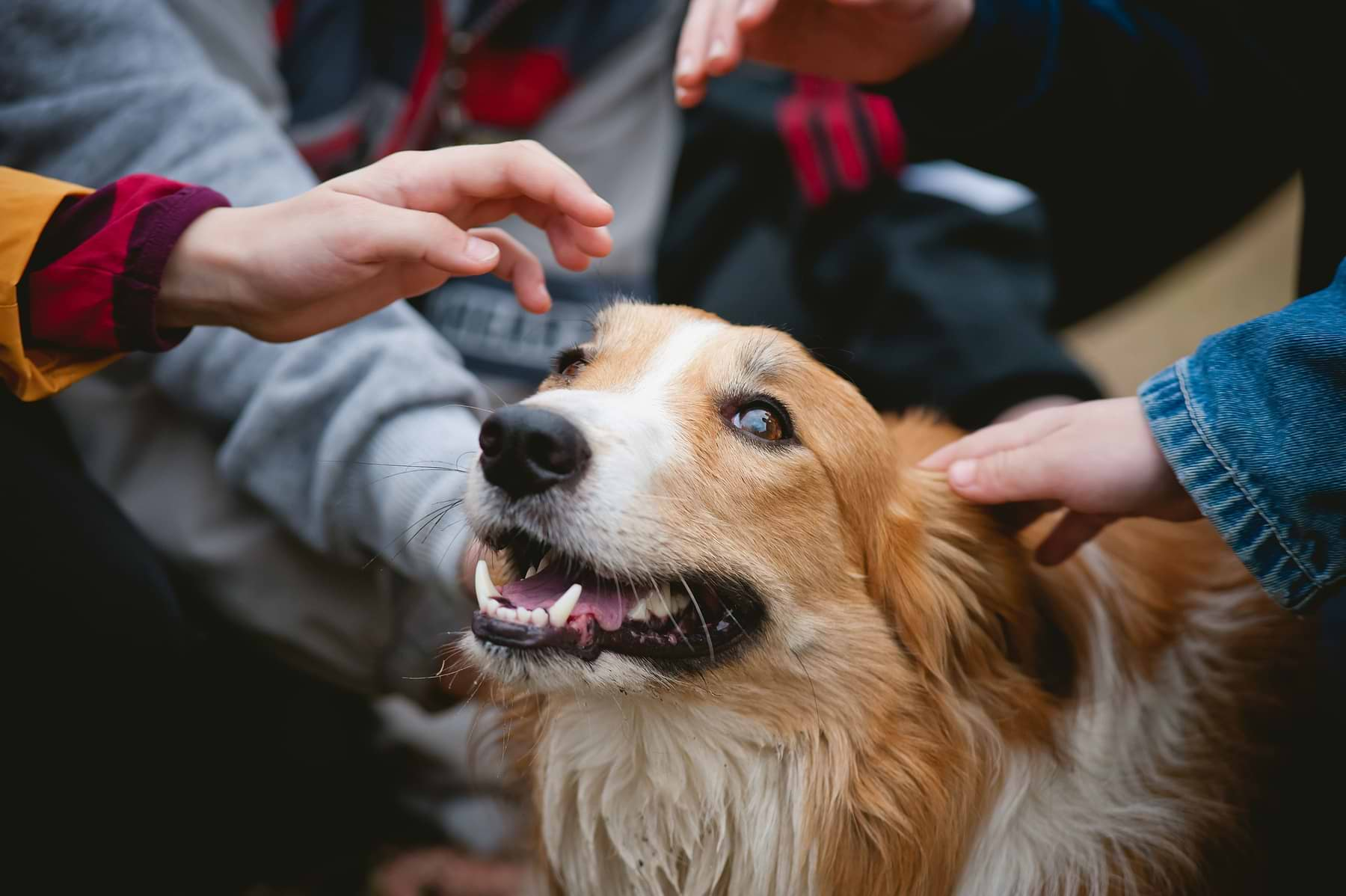  a brown and white dog being petted by a person 