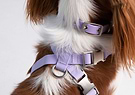 Harness Dog xSmall Lilac Back