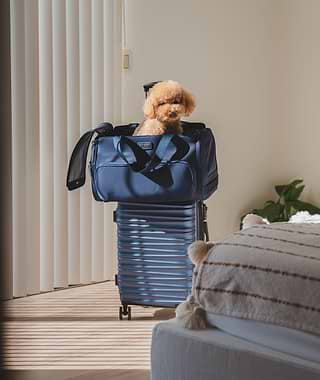  A small dog sitting in a blue Passenger pet carrier bag 